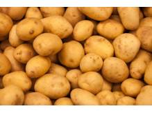 ox_ziemniaki-sadzeniaki-kwalifikowane-oraz-nawozy-rolnicze-i-do-ogrodu