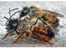 ox_pszczoly-samotnice-murarki