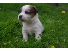 ox_jack-russell-terrier