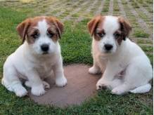 ox_jack-russell-terrier