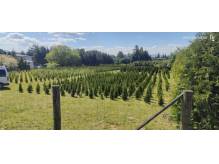 ox_sprzedam-tuje-szmaragd-thuja-smaragd-cieszyn-pruchna-z-dowozem