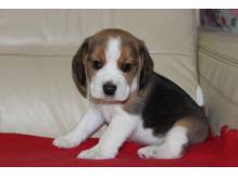 ox_beagle-szczeniaczki-zkwp