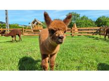 ox_zagroda-folwarczek-mini-zoo-ustron