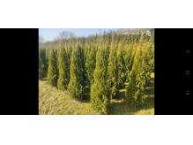 ox_sprzedam-tuje-szmaragd-thuja-smaragd-cieszyn-pruchna-z-dowozem