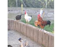 ox_sprzedam-koguta-rozne-kolory