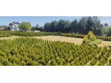 ox_sprzedam-tuje-szmaragd-thuja-smaragd-cieszyn-pruchna-z-dowozem