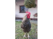 ox_sprzedam-4-koguty-dorosle