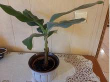 ox_mlody-bananowiec-z-costa-rici-w-doniczce