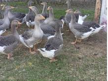 ox_gesi-landes-wolny-wybieg-wychowane-od-pisklecia-20-szt-od-rolnika