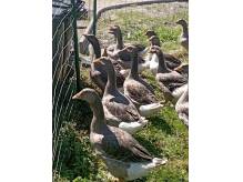 ox_gesi-landes-wolny-wybieg-wychowane-od-pisklecia-20-szt-od-rolnika