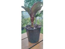 ox_bananowiec-ensete-ventricosum-maurelii