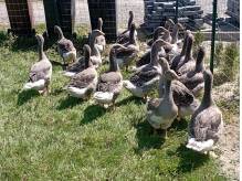 ox_zdrowe-gesi-landes-wolny-wybieg-wychowane-od-pisklecia-polecam