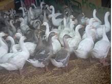 ox_gesi-mlode-landes-i-koludzkie-wolny-wybieg-do-dalszego-chowu-okazja