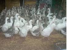 ox_25-miesieczne-gesi-mlode-landes-i-koludzkie-do-dalszego-chowu-tanoooo