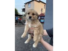 ox_pieski-male-5-szt-do-wyboru