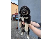 ox_pieski-male-5-szt-do-wyboru-fajne-ruchliwe-nawet-juz-szczekaja