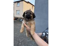 ox_pieski-male-5-szt-do-wyboru-fajne-ruchliwe-nawet-juz-szczekaja
