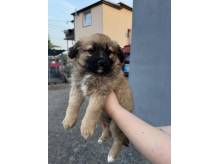 ox_pieski-male-5-szt-do-wyboru-ruchliwe-nawet-szczekaja-za-07-l-wodki