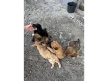 ox_pieski-male-5-szt-do-wyboru-ruchliwe-nawet-szczekaja-polecam-ladne