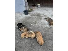 ox_pieski-male-5-szt-do-wyboru-ruchliwe-ladne-oddam-za-duza-kawe-woseba