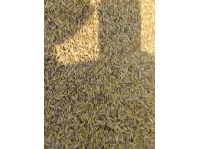 ox_owies-workowany-zamiennik-pellet