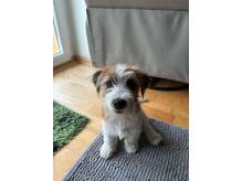 ox_suczka-jack-russell-terrier-zkwp-fci