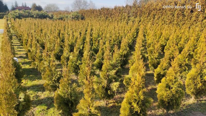 ox_tuja-szmaragd-thuja-smaragd-tuja-smaragd-sprzedam-cieszyn