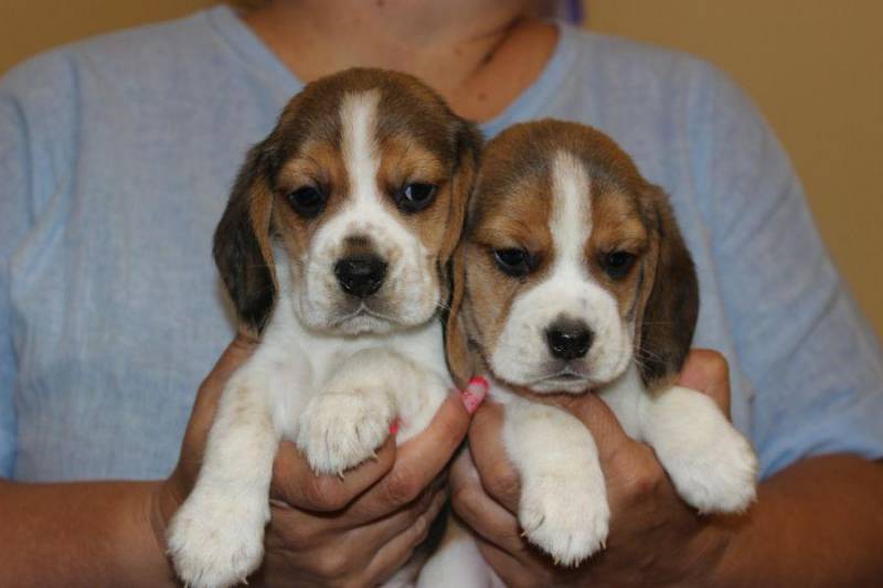 ox_beagle-szczeniaczki-zkwp