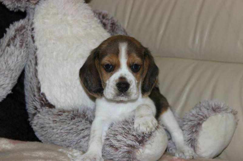 ox_beagle-szczeniaczki-zkwp