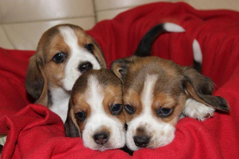 ox_beagle-szczeniaczki-zkwp