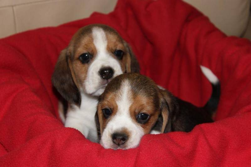 ox_beagle-szczeniaczki-zkwp