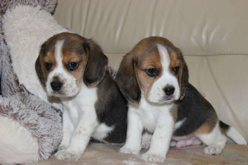 ox_beagle-szczeniaczki-zkwp
