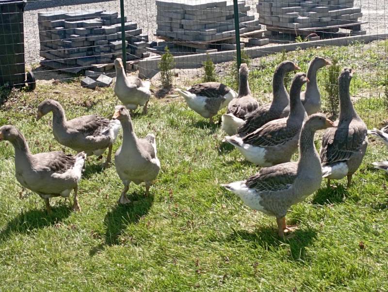 ox_gesi-landes-tego-roczne-wolny-wybieg-wychowane-u-mnie-od-pisklecia