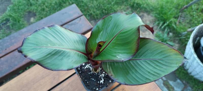 ox_bananowiec-ensete-ventricosum-maurelii