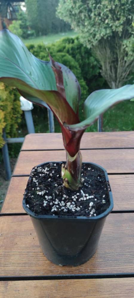 ox_bananowiec-ensete-ventricosum-maurelii