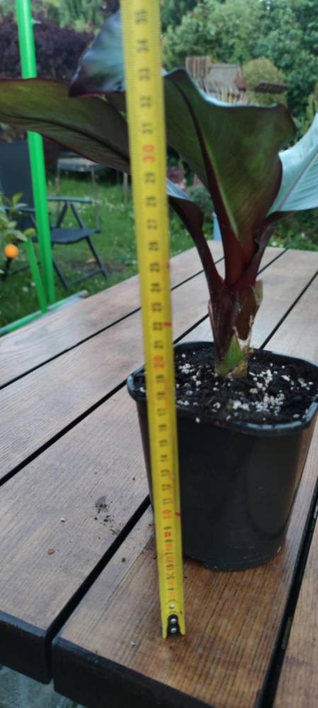ox_bananowiec-ensete-ventricosum-maurelii