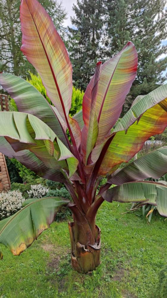 ox_bananowiec-ensete-ventricosum-maurelii