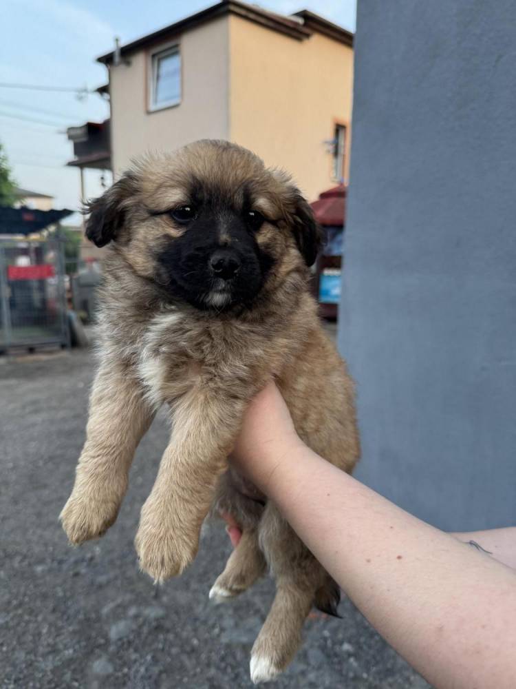 ox_pieski-male-5-szt-do-wyboru