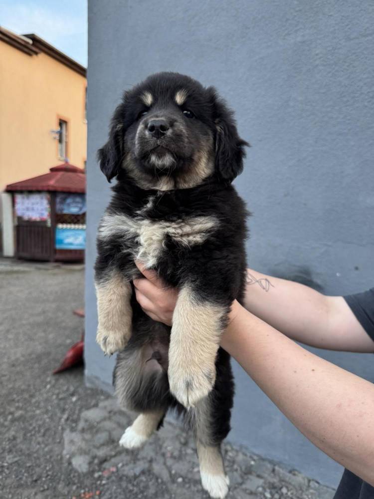 ox_pieski-male-5-szt-do-wyboru