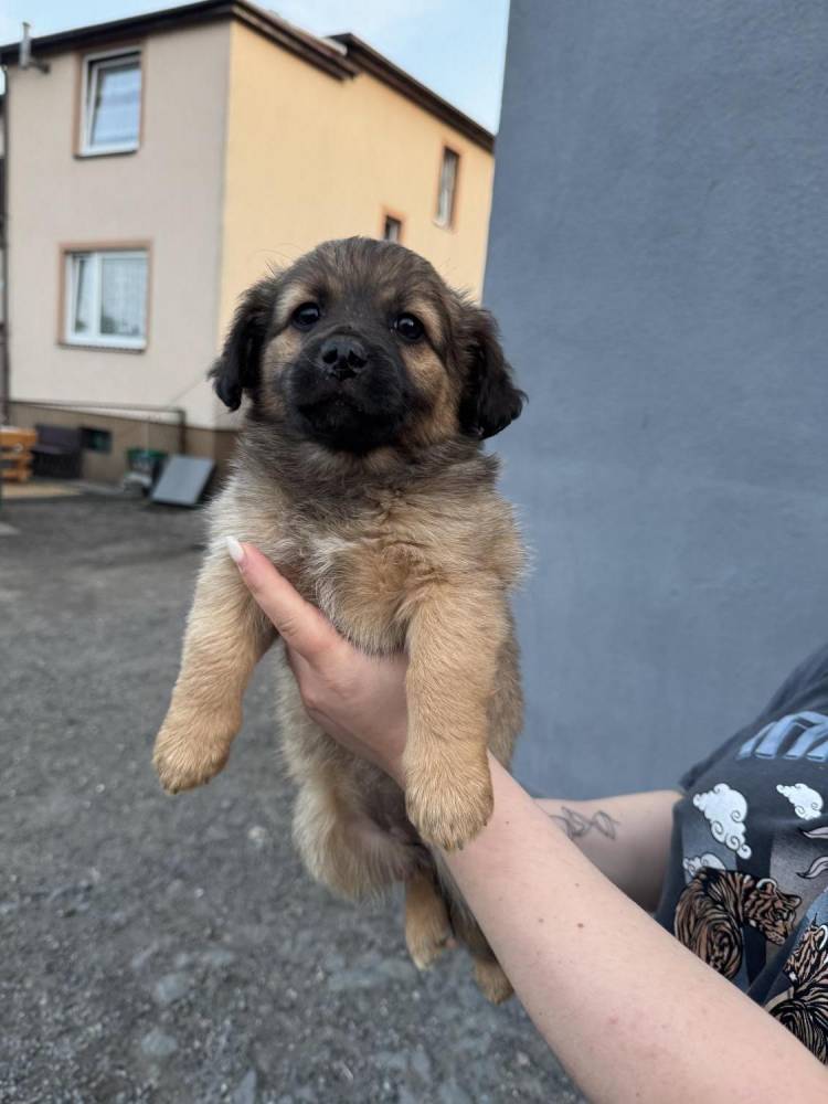 ox_pieski-male-5-szt-do-wyboru-fajne-ruchliwe-nawet-juz-szczekaja