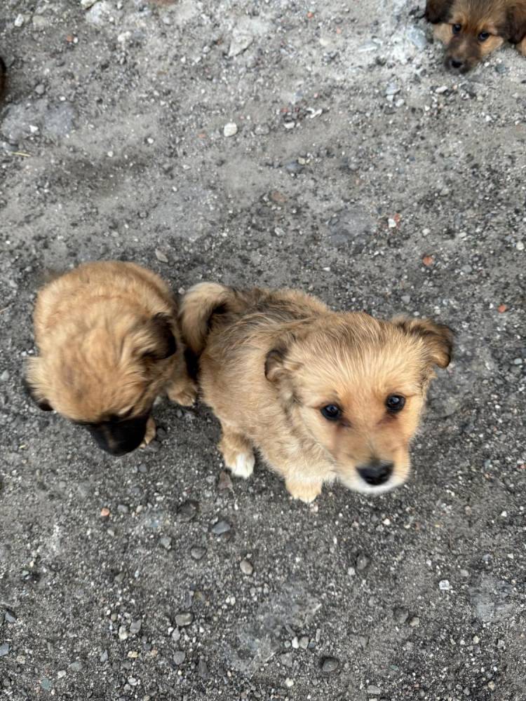 ox_pieski-male-5-szt-do-wyboru-fajne-ruchliwe-nawet-juz-szczekaja