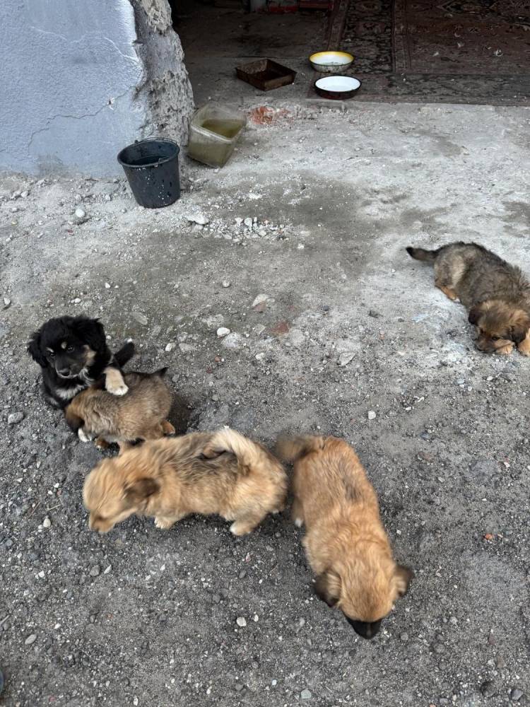 ox_pieski-male-5-szt-do-wyboru-fajne-ruchliwe-nawet-juz-szczekaja
