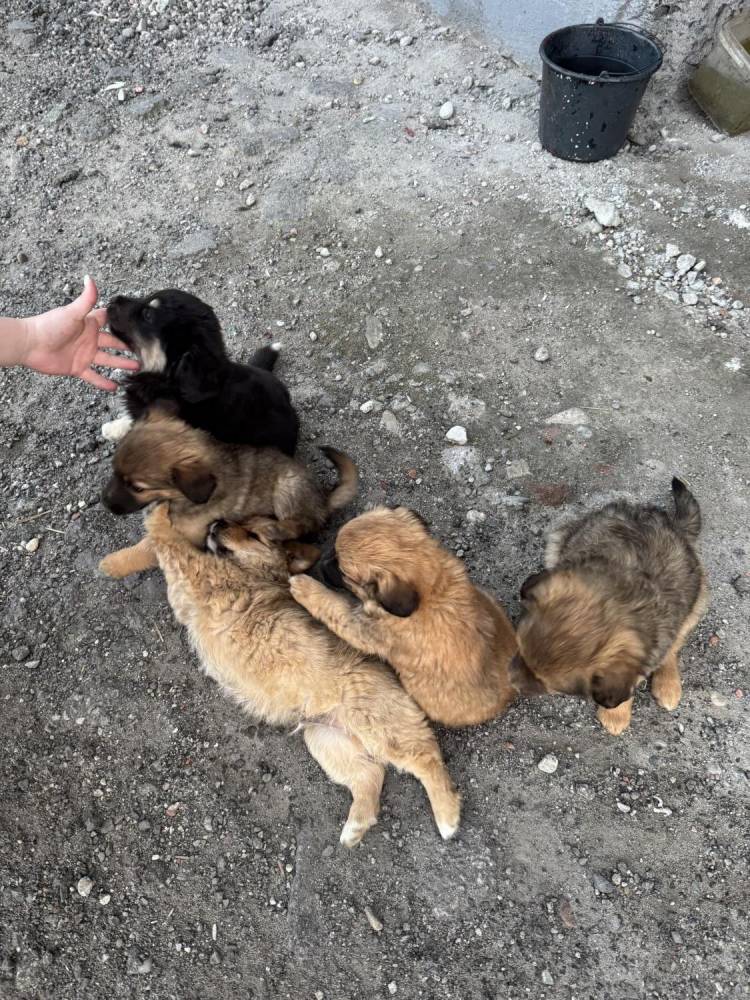 ox_pieski-male-5-szt-do-wyboru-fajne-ruchliwe-nawet-juz-szczekaja