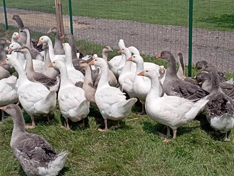 ox_gesi-mlode-30-szt-landes-i-koludzkie-3-miesieczne-dalszy-chow-polecam
