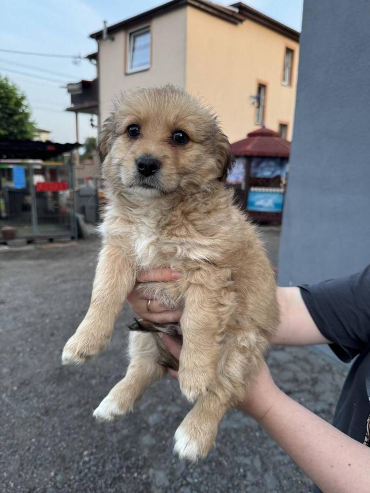 ox_pieski-male-5-szt-do-wyboru-fajne-ruchliwe-nawet-juz-szczekaja