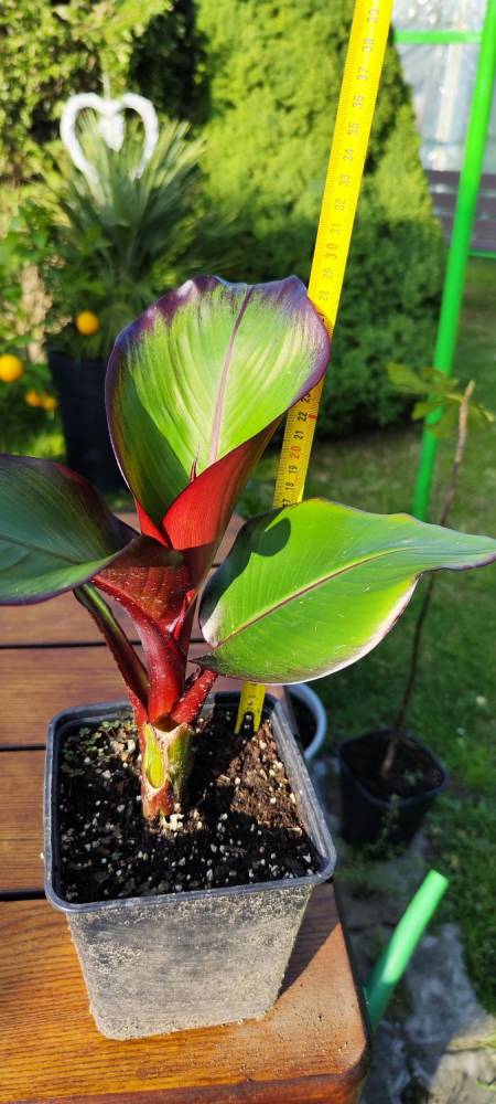ox_bananowiec-abisynski-ensete-ventricosum-maurelli