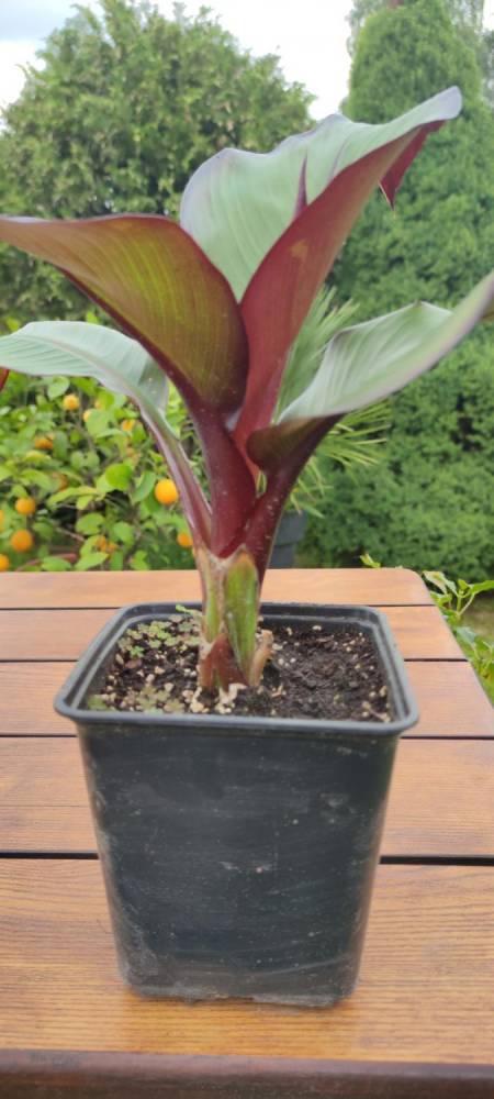 ox_bananowiec-abisynski-ensete-ventricosum-maurelli