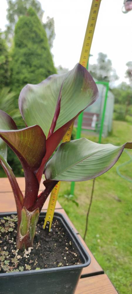 ox_bananowiec-abisynski-ensete-ventricosum-maurelli