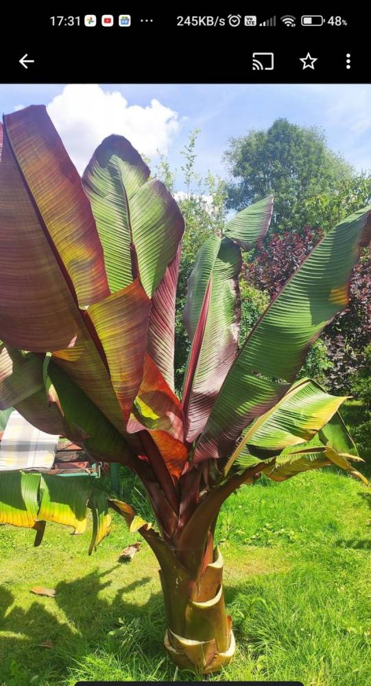ox_bananowiec-abisynski-ensete-ventricosum-maurelli
