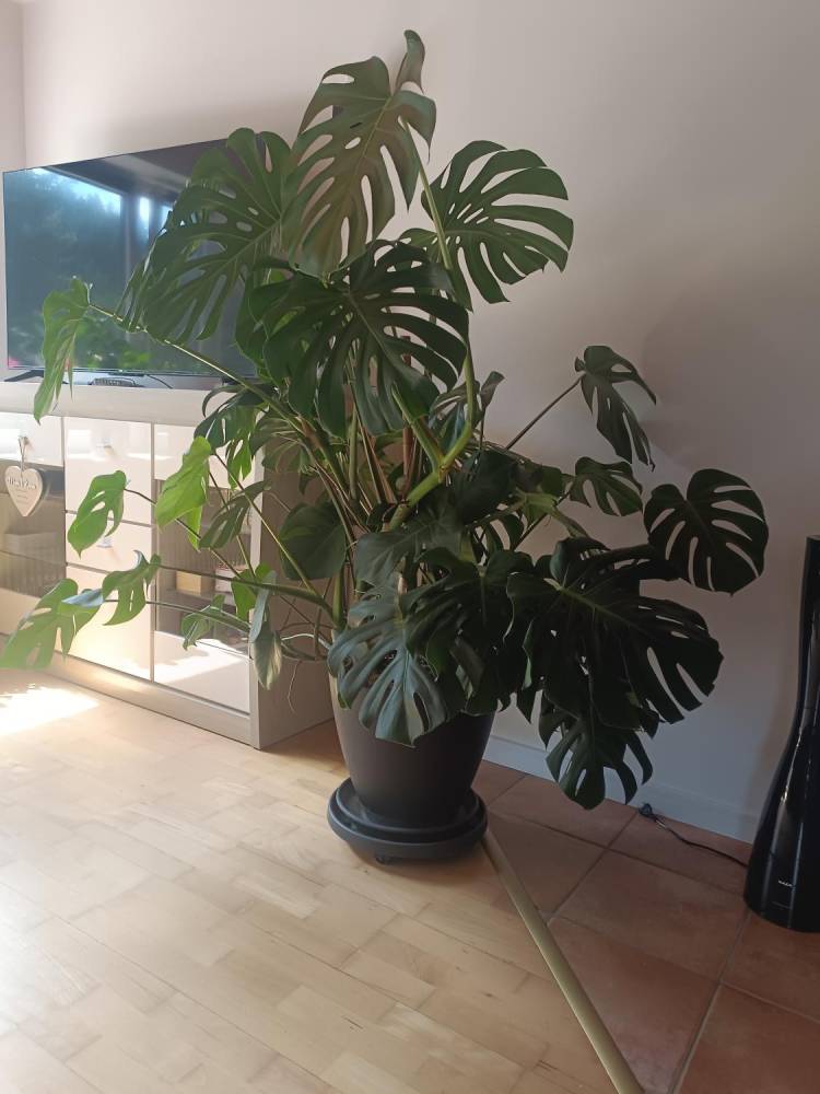 ox_monstera